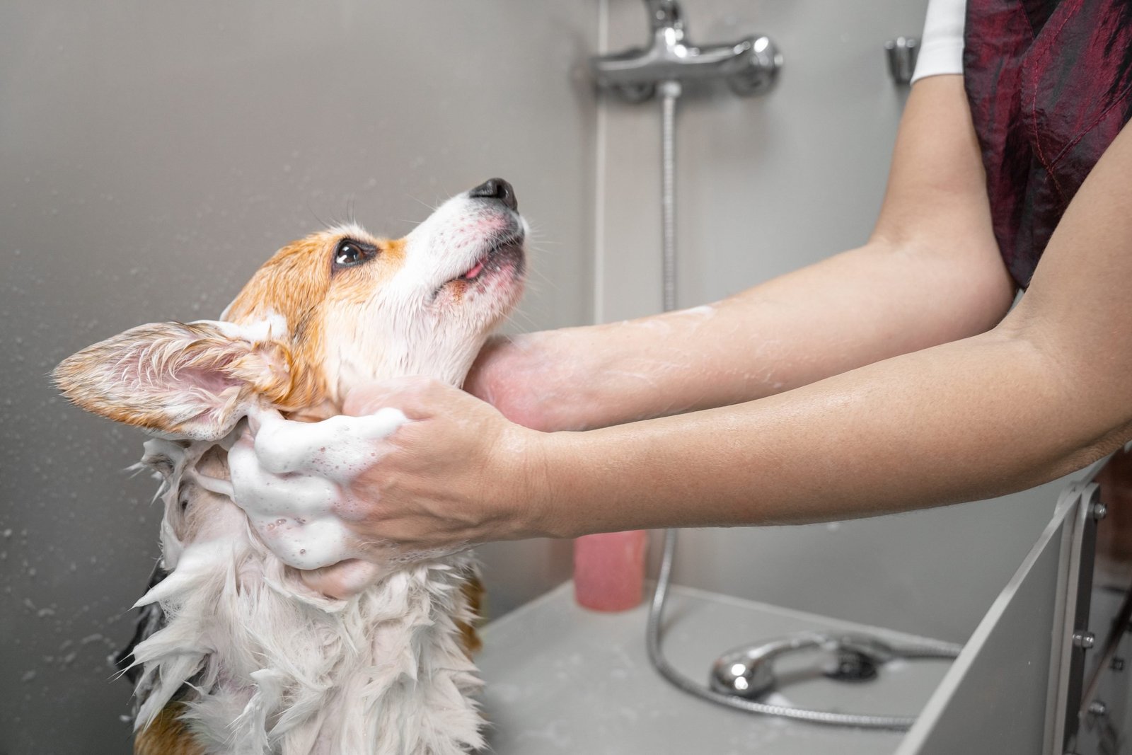 Dog Grooming sweet dog looking