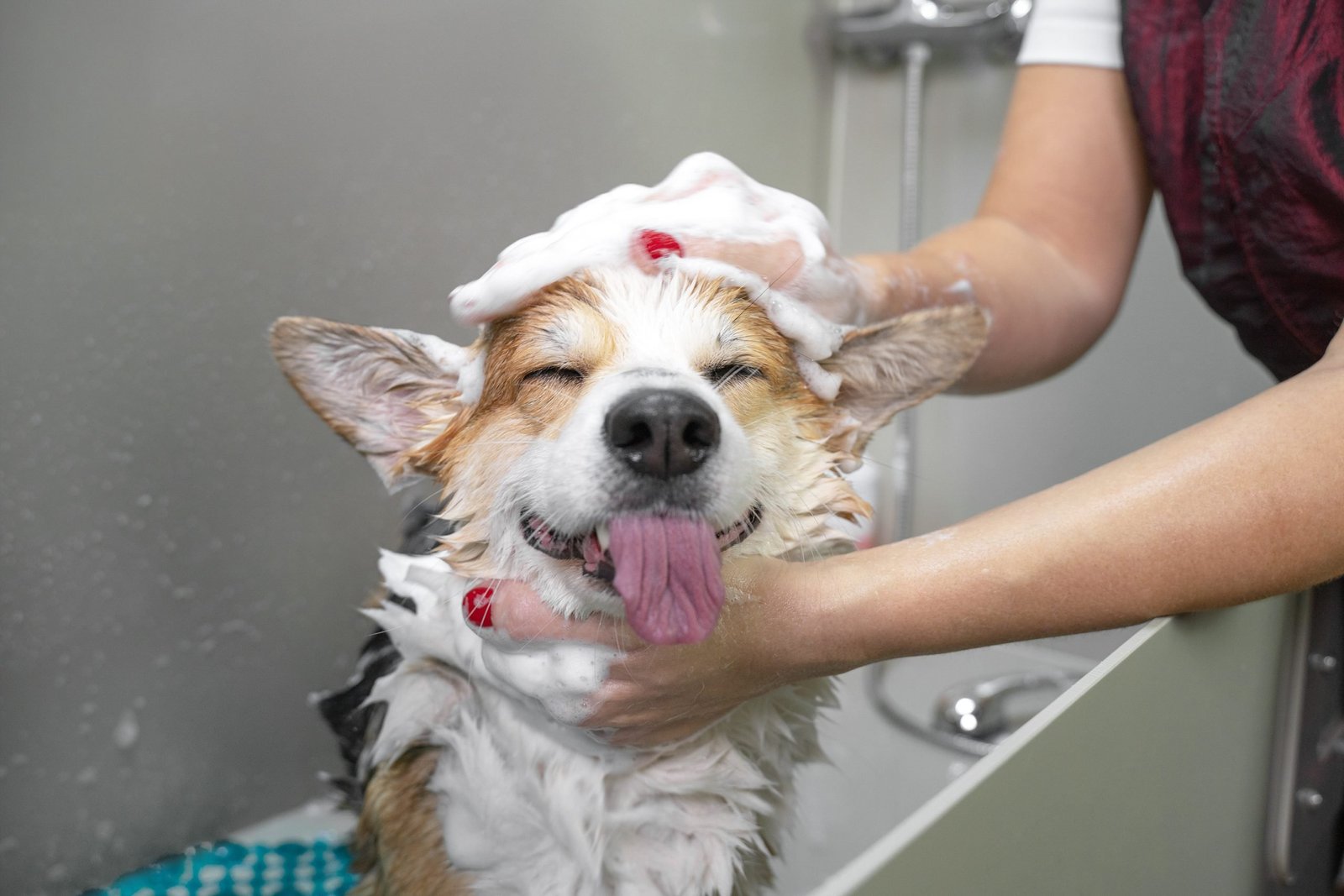 Dog Grooming with dog tongue sticking out
