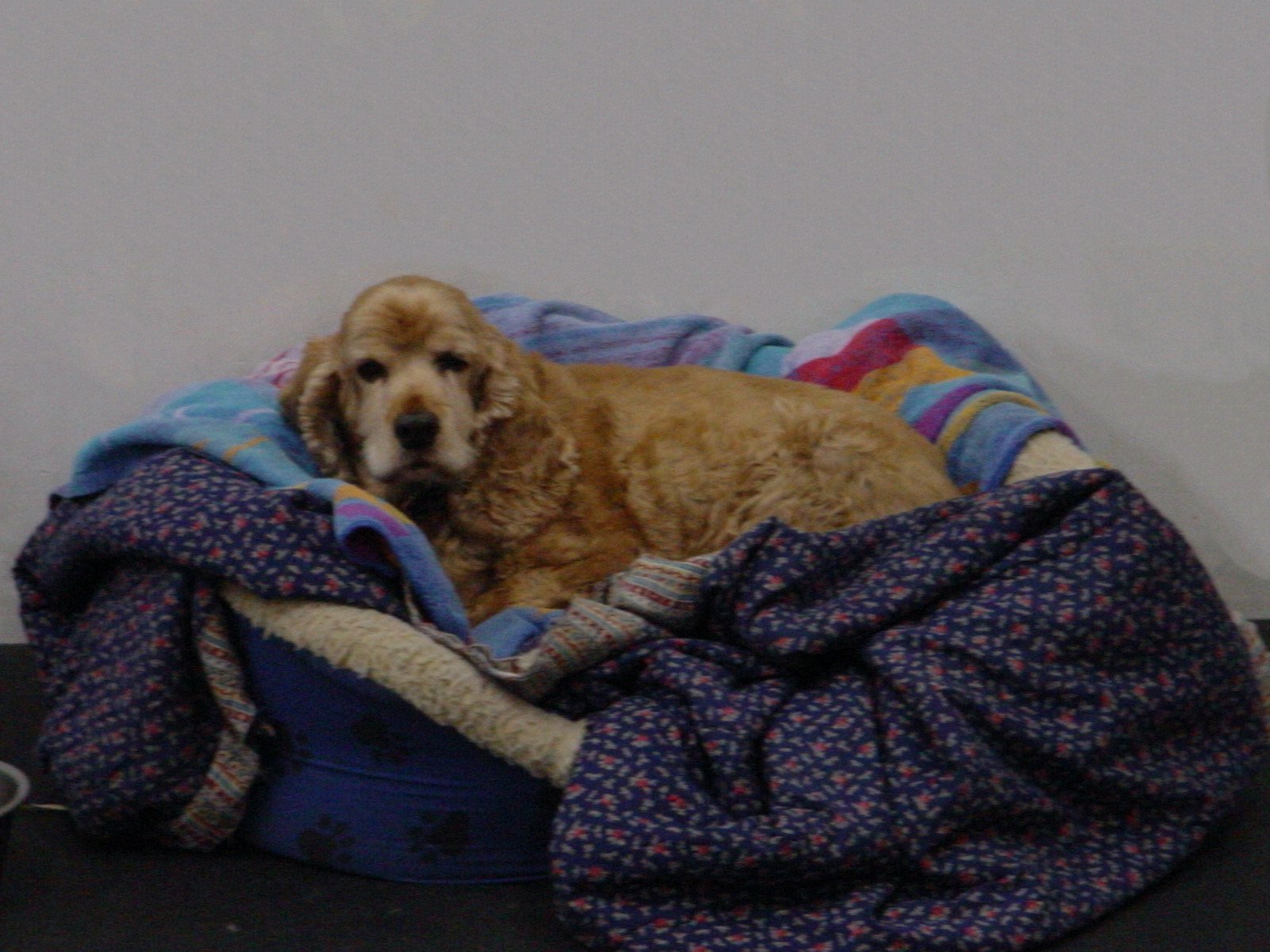 Senior Dog Boarding