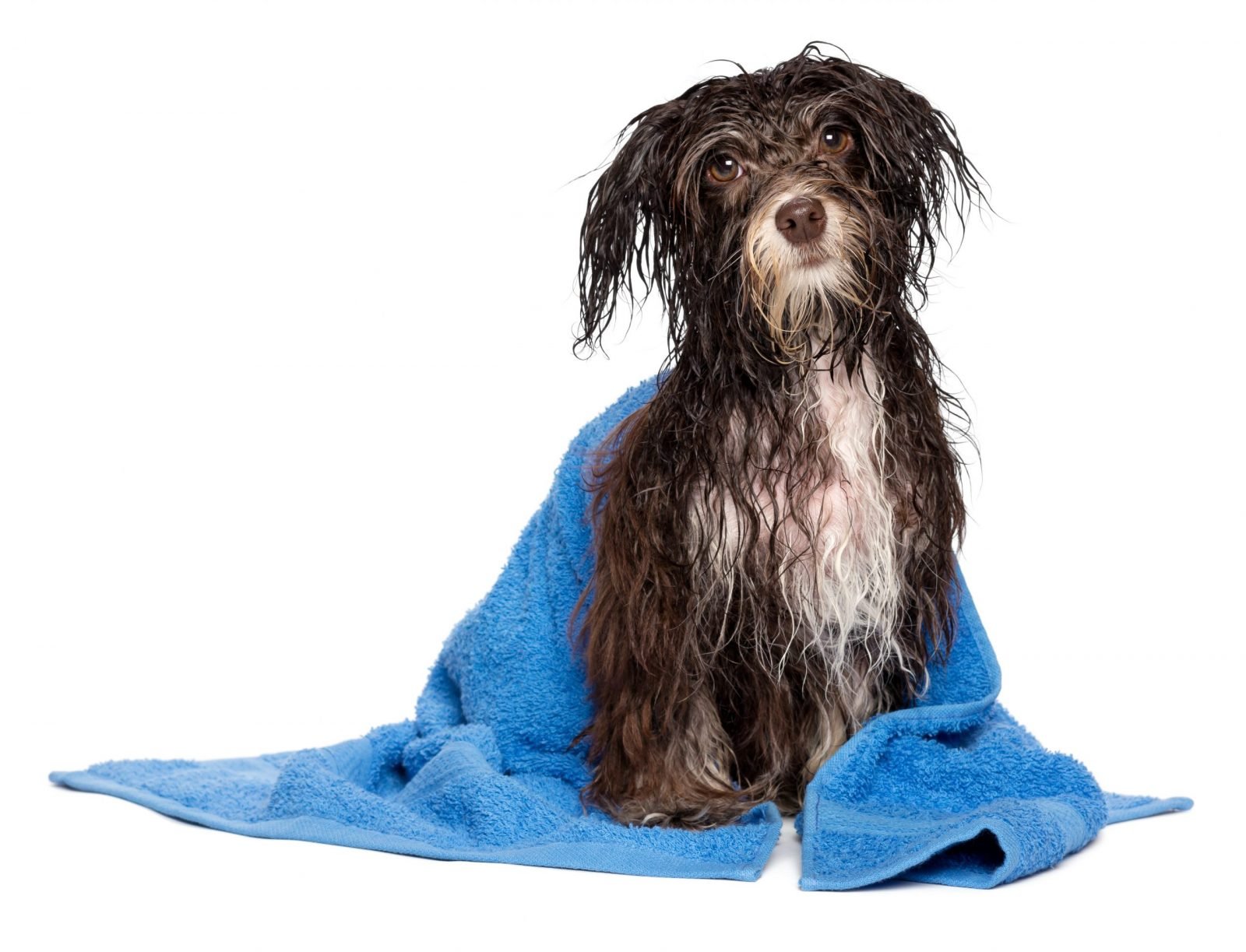 Doggy suds n scrubs