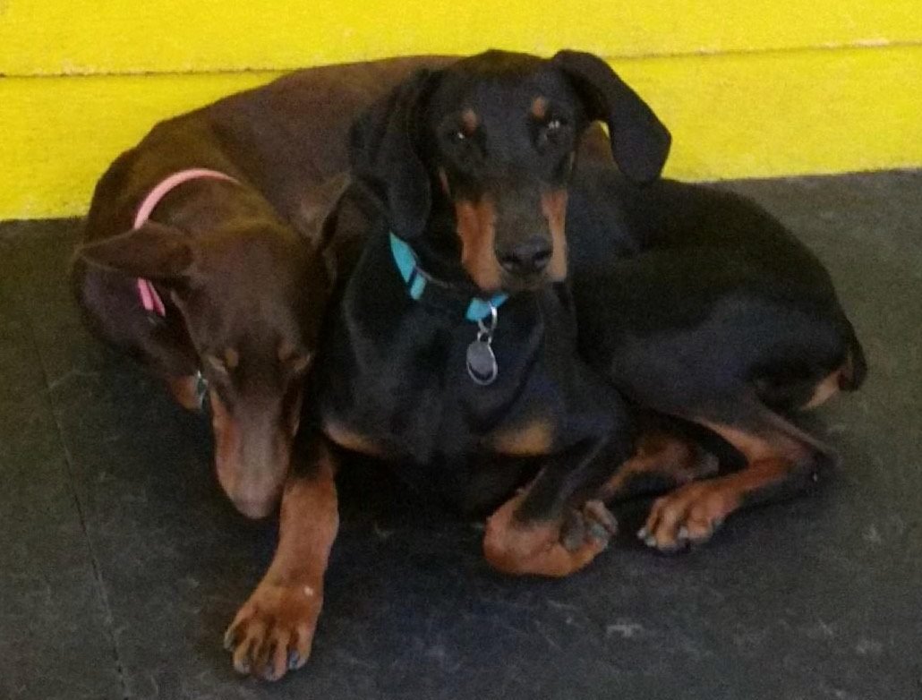 Two Dogs Snuggling
